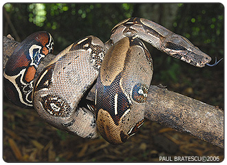 Red-Tailed Boa Red-Tailed Boa